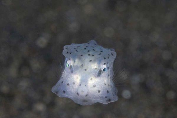 Indonesia, Sulawesi Island, Juvenile boxfish